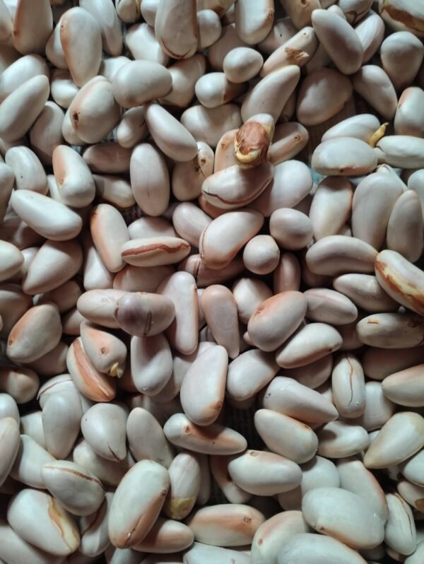 JACKFRUIT SEED/NATURAL SEEDS